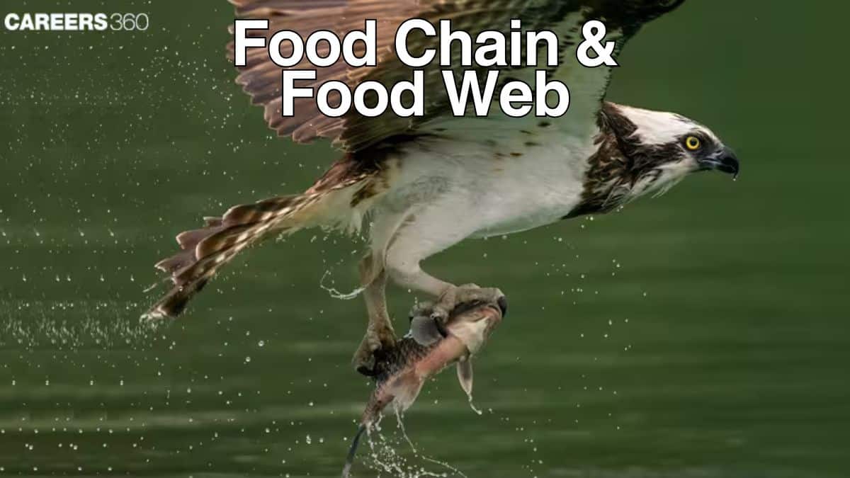Food Chain And Food Web